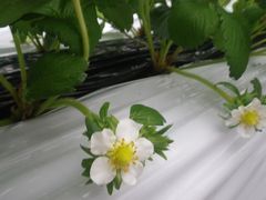 ［写真］張ったばかりの白マルチの上に咲いた一輪のイチゴの花