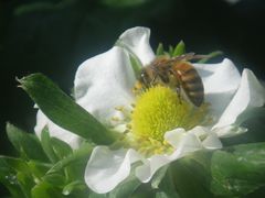 ［写真］いちごの花にとまって受粉作業中のミツバチの様子