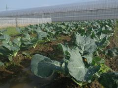 ［写真］三郎畑に植えたブロッコリーの様子