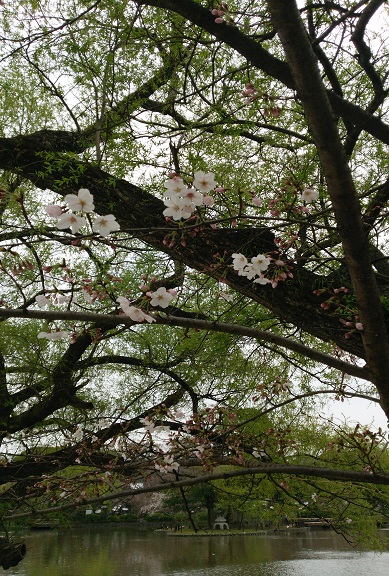 境内の桜」