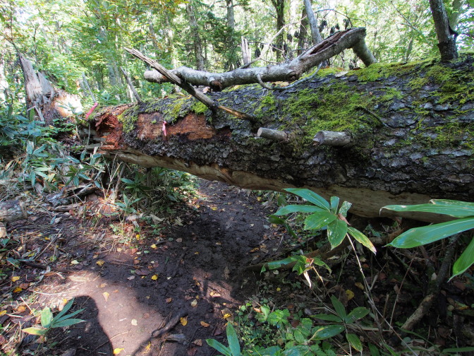 倒れた巨木で塞がれた登山道（これは9/11以前から）